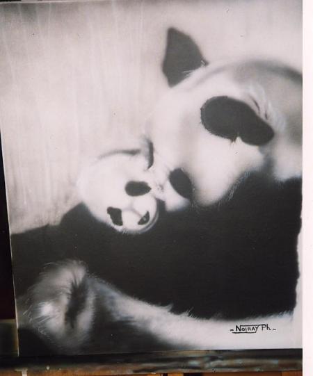 Panda